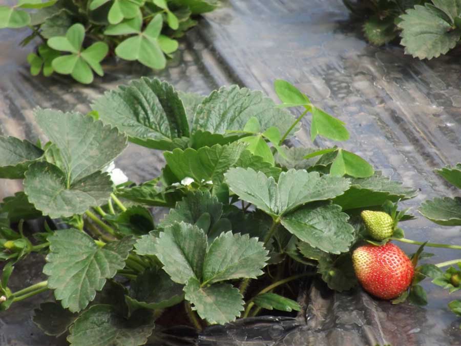Laxmi Strawberry Farm